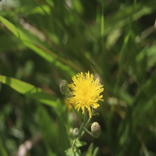 ハチジョウナの花