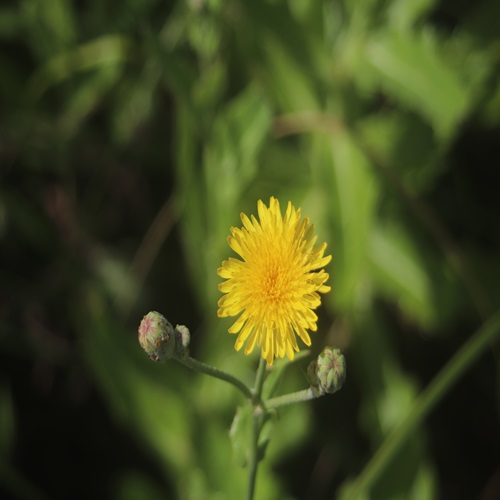 ハチジョウナの花