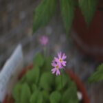ユキワリコザクラ