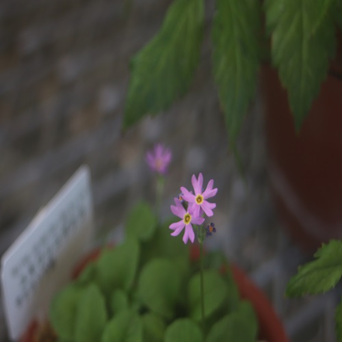 ユキワリコザクラの花
