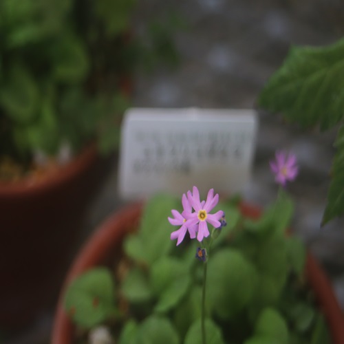 ユキワリコザクラの花