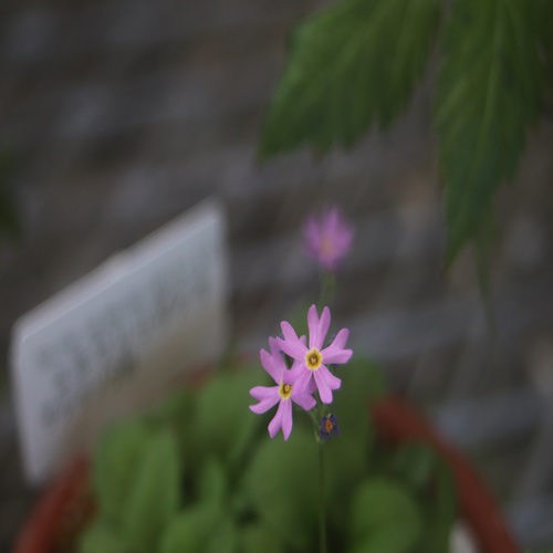 ユキワリコザクラの花