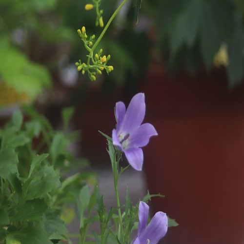 イワギキョウの花