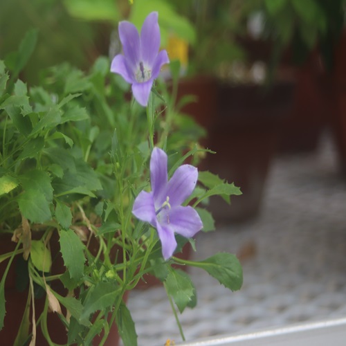 イワギキョウの花
