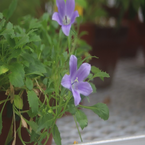 イワギキョウの花
