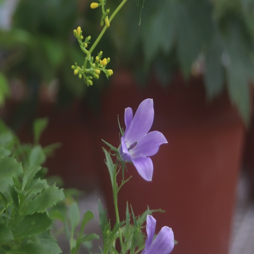 イワギキョウの花
