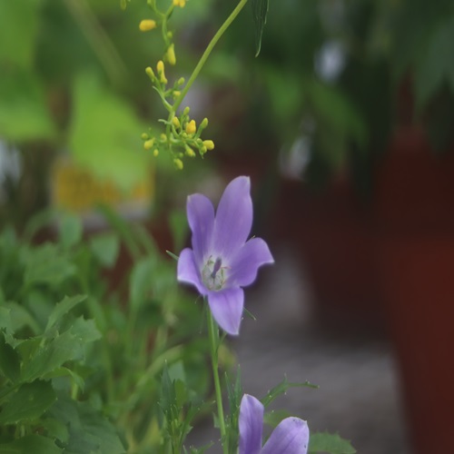 イワギキョウの花