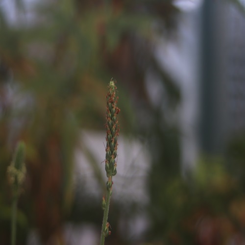 エゾオオバコの花