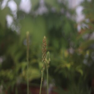エゾオオバコの花