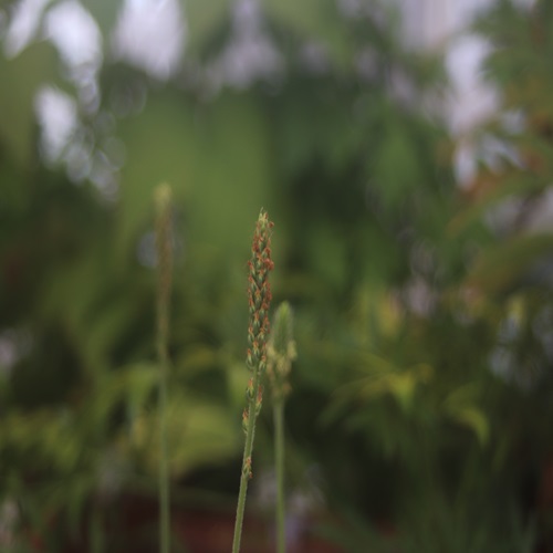 エゾオオバコの花