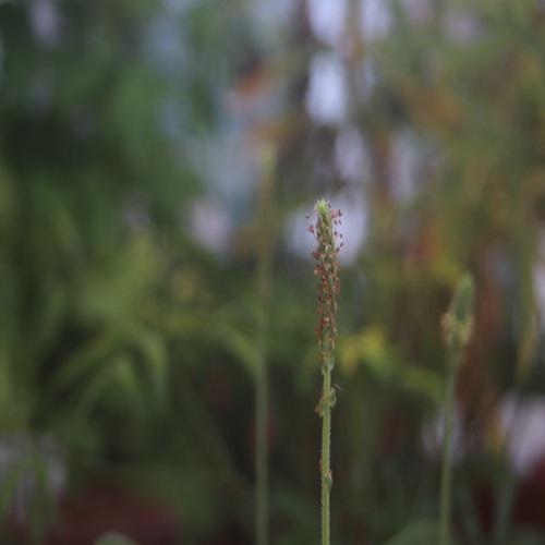 エゾオオバコの花