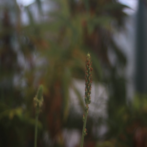 エゾオオバコの花
