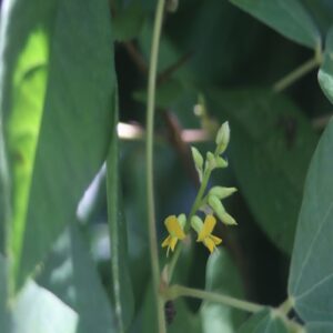 タンキリマメの花