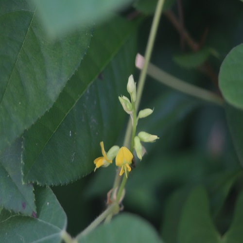 タンキリマメの花