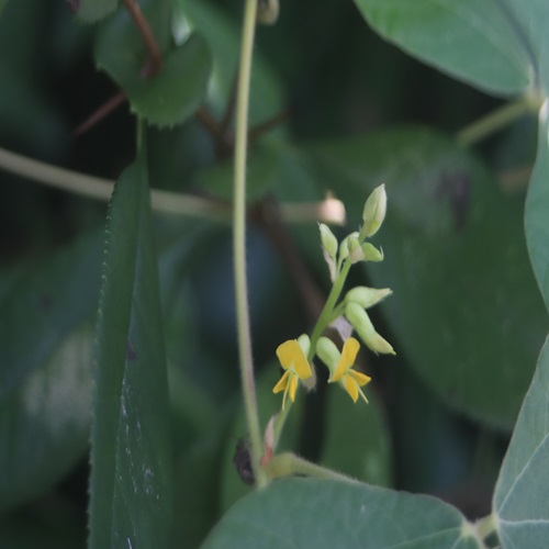 タンキリマメの花