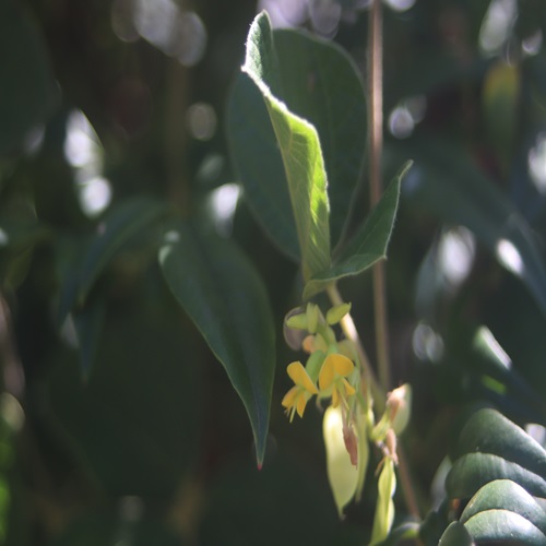 タンキリマメの花