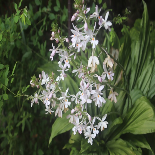 リュウキュウエビネの花