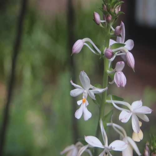 リュウキュウエビネの花