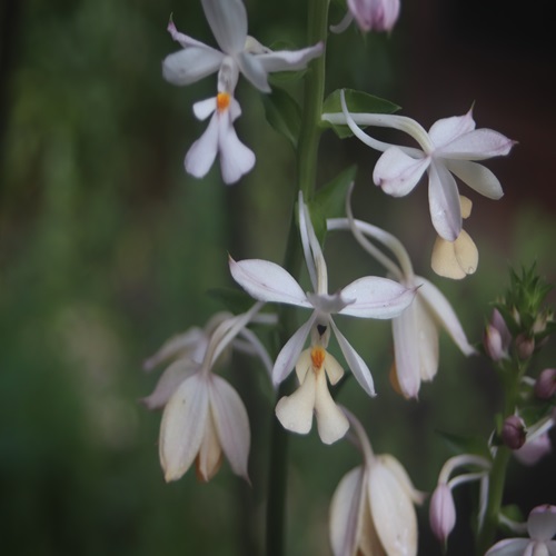 リュウキュウエビネの花