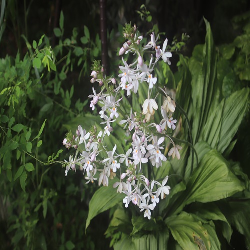 リュウキュウエビネの花