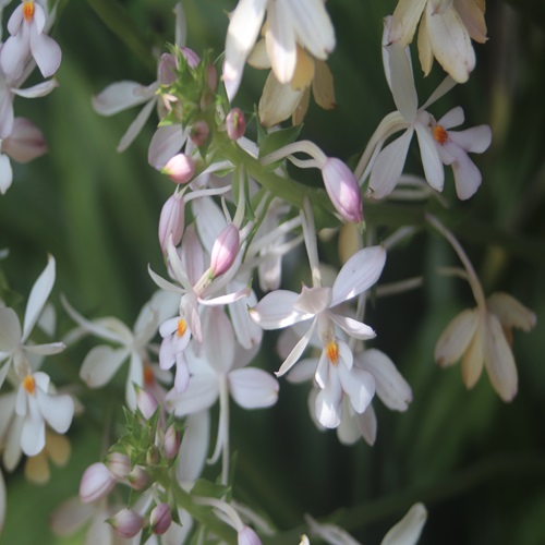 リュウキュウエビネの花