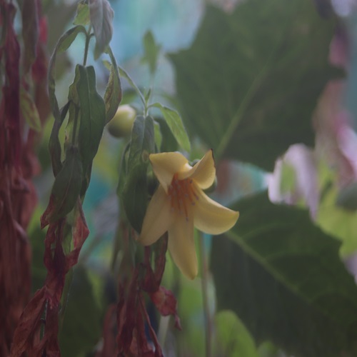 キレンゲショウマの花