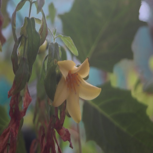 キレンゲショウマの花