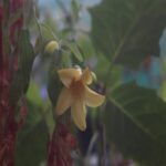 キレンゲショウマ