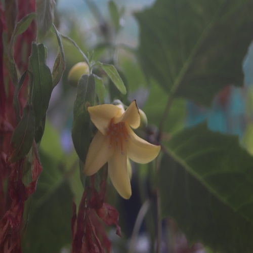 キレンゲショウマの花