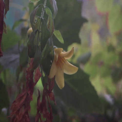 キレンゲショウマの花