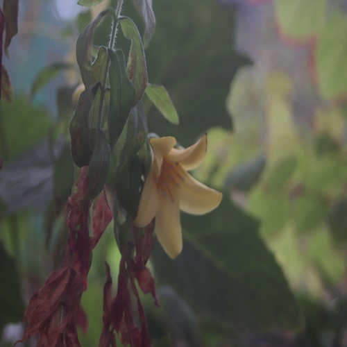キレンゲショウマの花