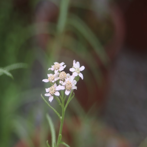 エゾノコギリソウの花