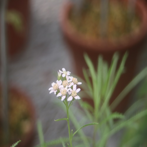 エゾノコギリソウの花