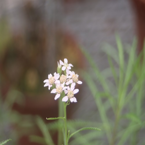 エゾノコギリソウの花
