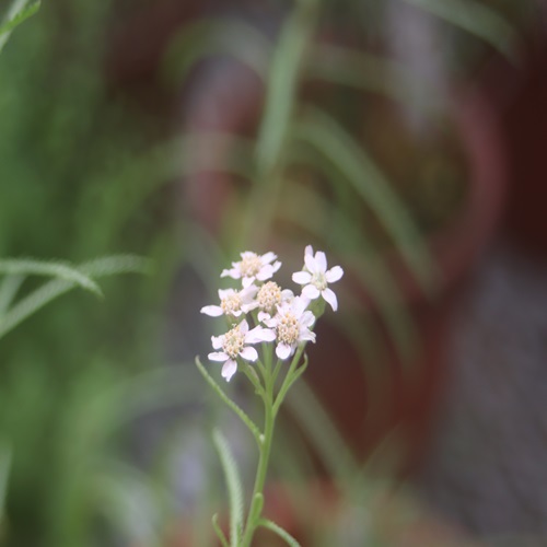 エゾノコギリソウの花