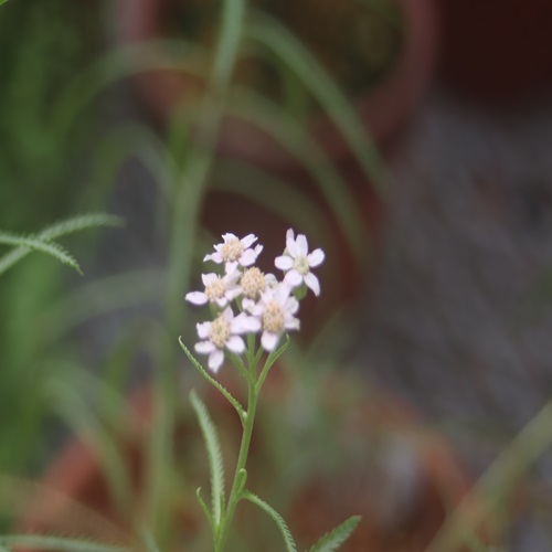 エゾノコギリソウの花