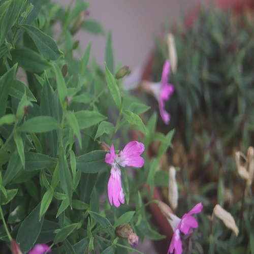 ビランジの花