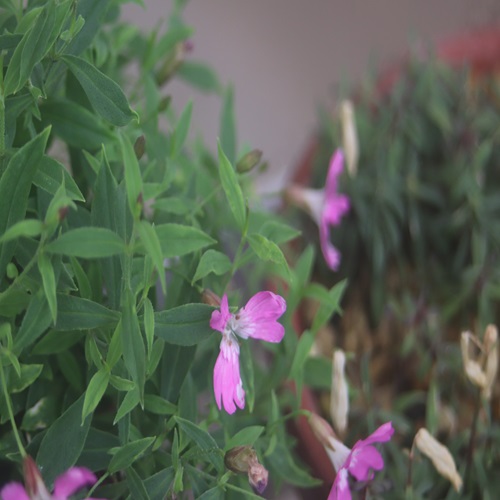 ビランジの花
