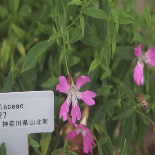 ビランジの花