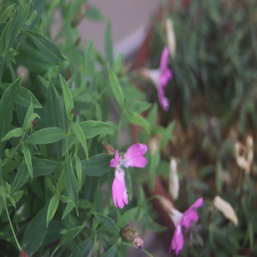 ビランジの花