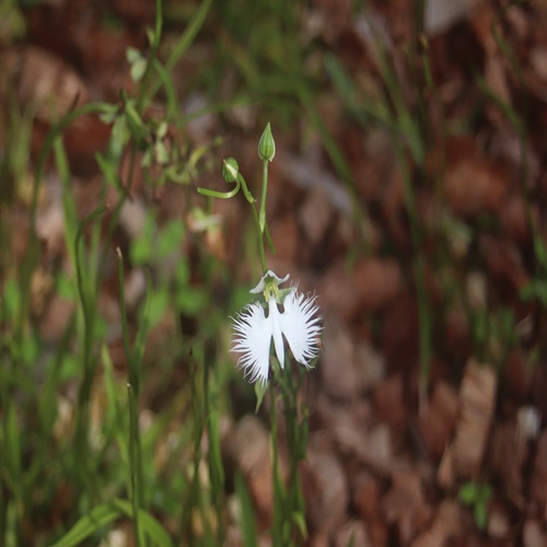 サギソウの花