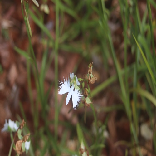 サギソウの花