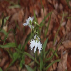 サギソウの花
