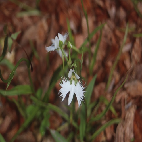 サギソウの花