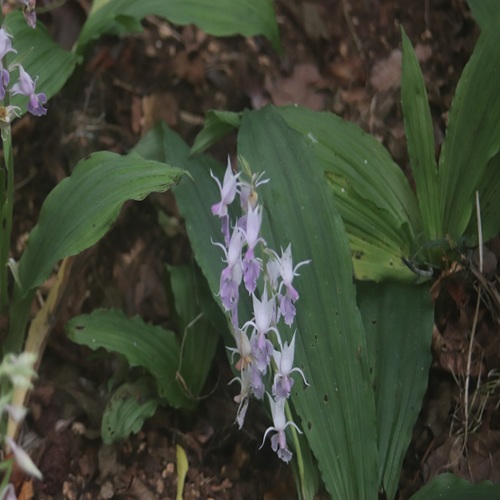 ナツエビネの花