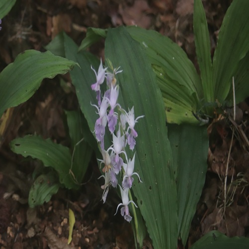 ナツエビネの花