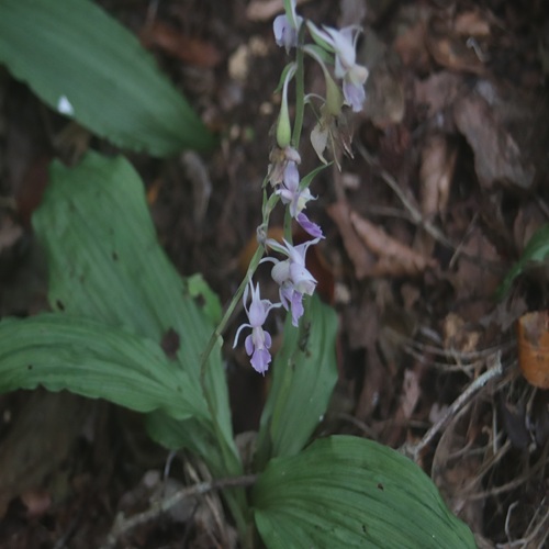 ナツエビネの花