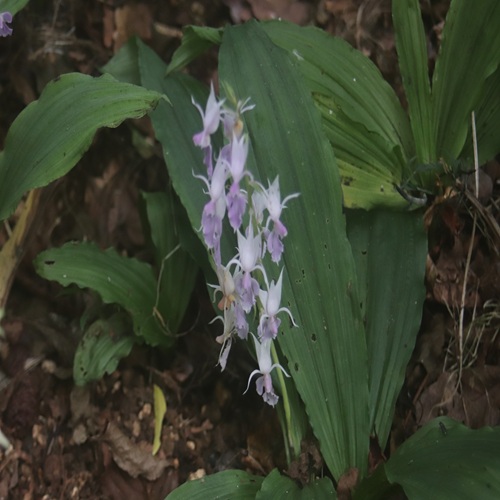 ナツエビネの花