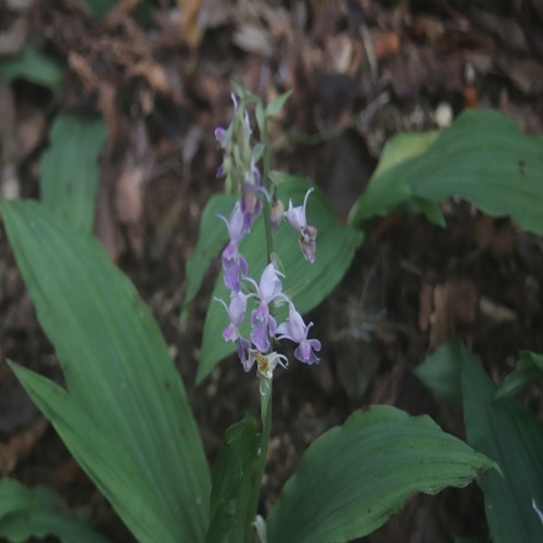 ナツエビネの花
