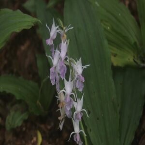 ナツエビネの花